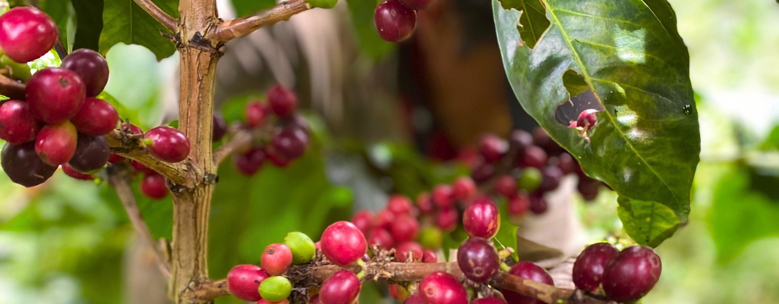 Café y aves: cuando la naturaleza también se toma la taza