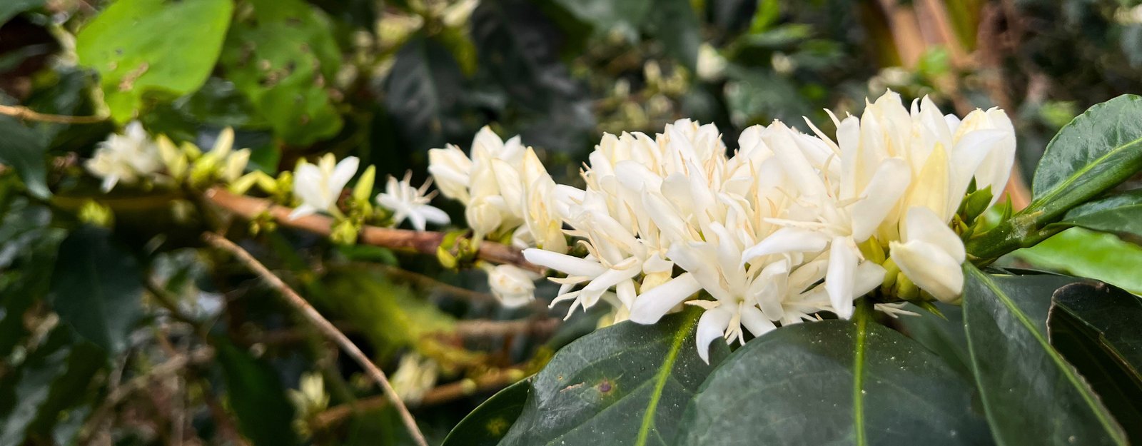 Cómo Cultivamos Nuestro Café Kumaka: La Esencia de Tibacuy